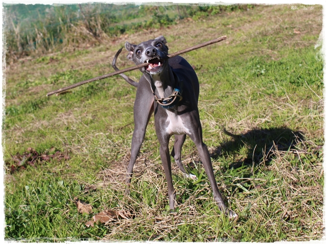 f:id:gino-ig:20170127225837j:plain f:id:gino-ig:20170127225837j:plain