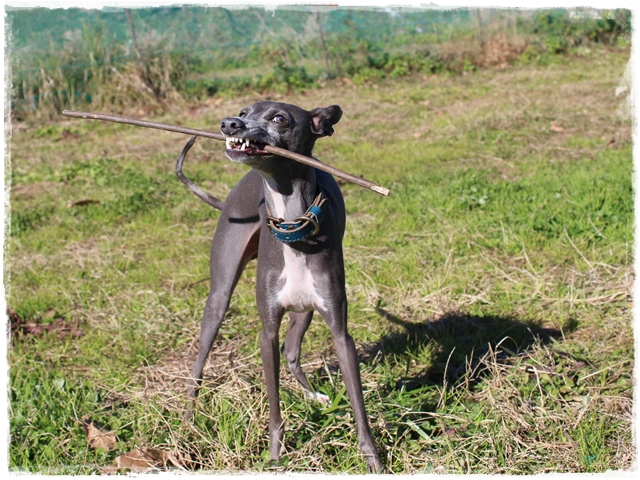 f:id:gino-ig:20170127225857j:plain f:id:gino-ig:20170127225857j:plain