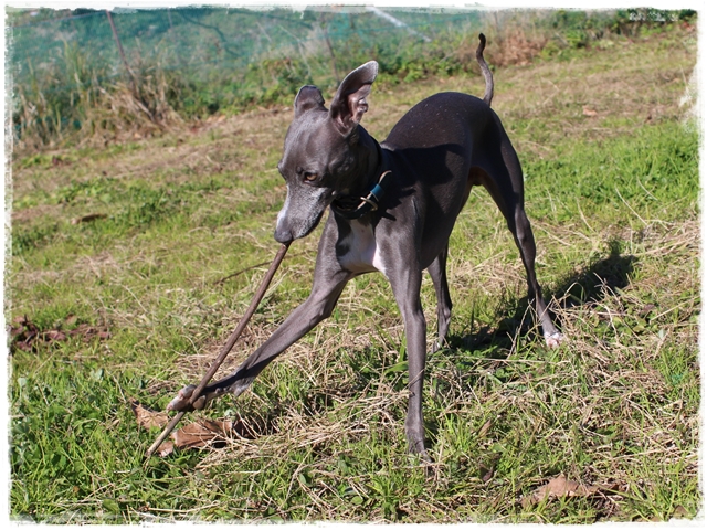 f:id:gino-ig:20170127231149j:plain f:id:gino-ig:20170127231149j:plain