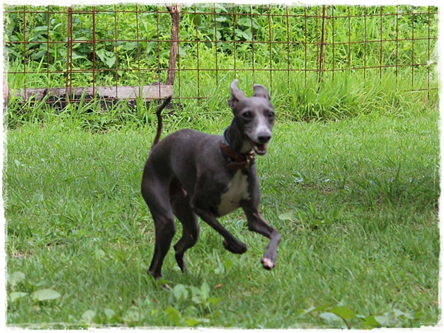 f:id:gino-ig:20170130212322j:plain