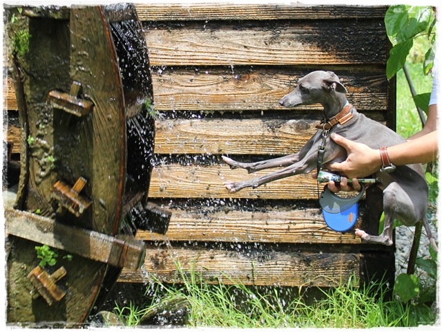 f:id:gino-ig:20170130213217j:plain