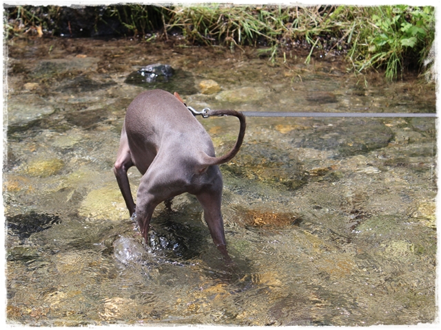 f:id:gino-ig:20170130213247j:plain