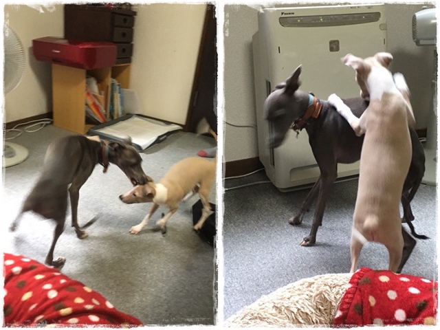 f:id:gino-ig:20170130214628j:plain