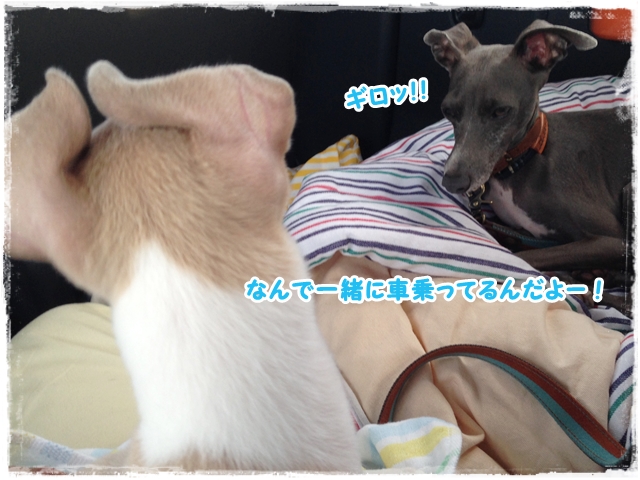 f:id:gino-ig:20170130215011j:plain