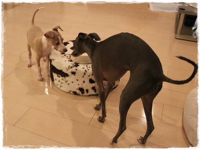 f:id:gino-ig:20170130215657j:plain