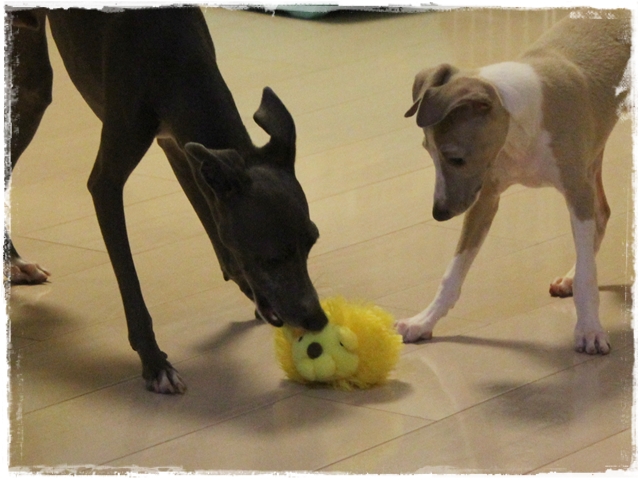 f:id:gino-ig:20170130220117j:plain