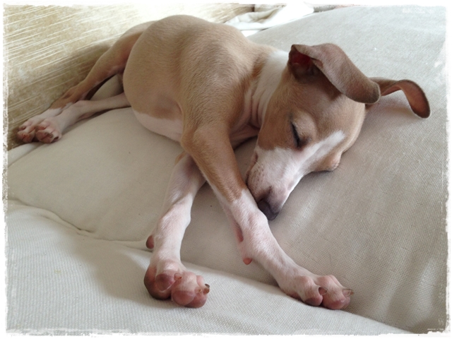 f:id:gino-ig:20170130220847j:plain