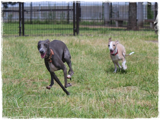 f:id:gino-ig:20170130222624j:plain