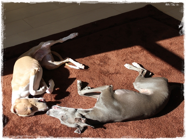 f:id:gino-ig:20170130223758j:plain