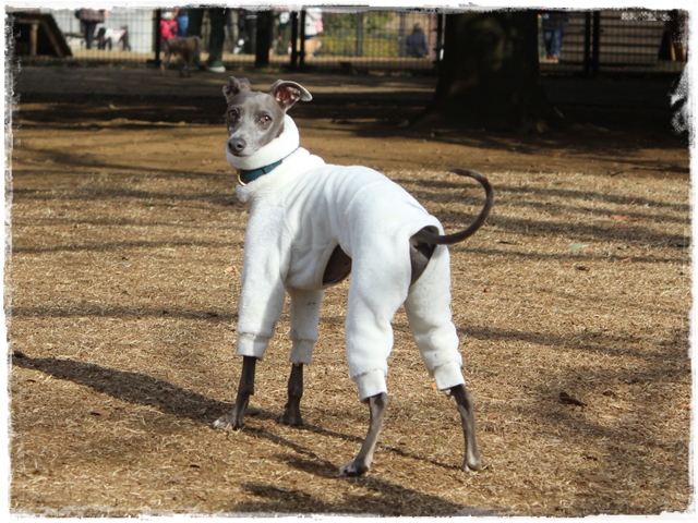 f:id:gino-ig:20170211223559j:plain