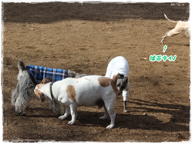 f:id:gino-ig:20170211224554j:plain