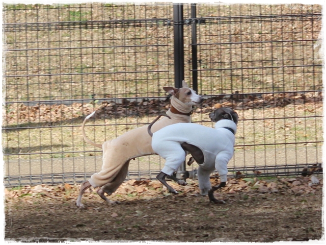 f:id:gino-ig:20170212224959j:plain