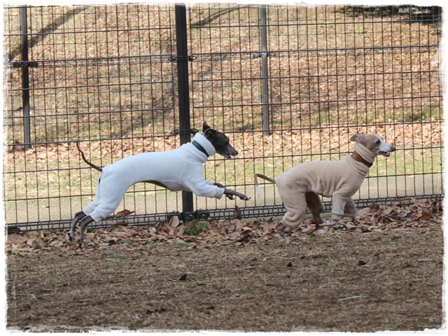 f:id:gino-ig:20170212225044j:plain