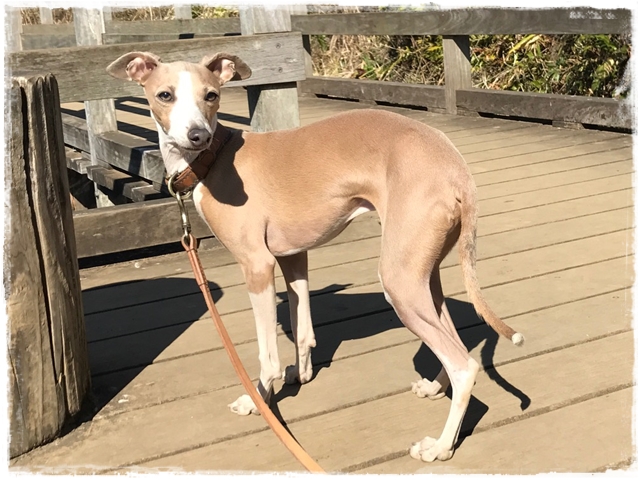 f:id:gino-ig:20170213221839j:plain f:id:gino-ig:20170213221839j:plain