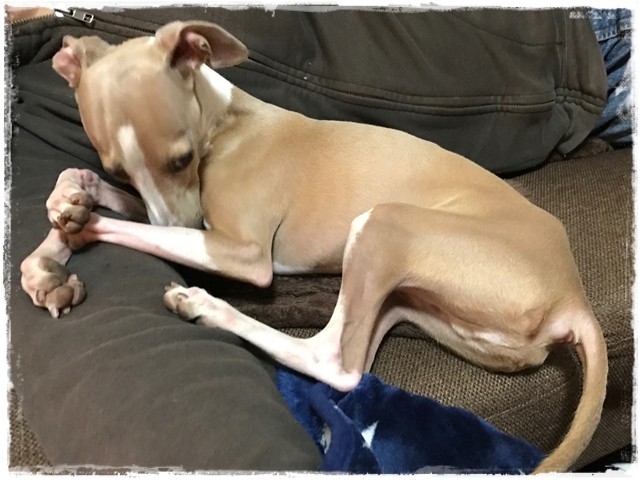 f:id:gino-ig:20170213230001j:plain f:id:gino-ig:20170213230001j:plain