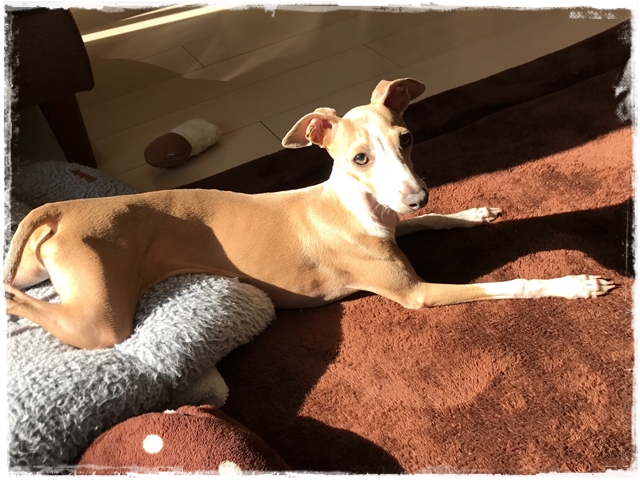 f:id:gino-ig:20170213230848j:plain f:id:gino-ig:20170213230848j:plain