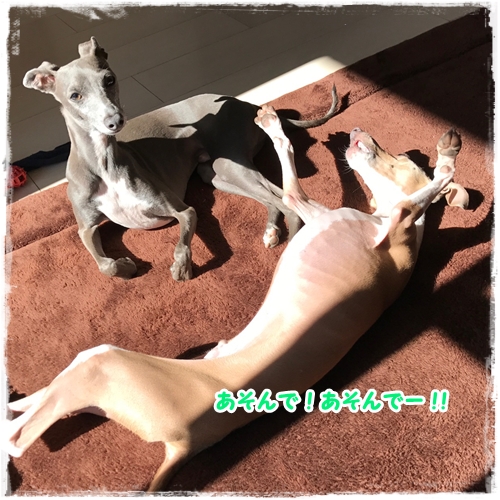 f:id:gino-ig:20170303233951j:plain f:id:gino-ig:20170303233951j:plain