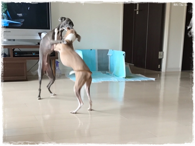 f:id:gino-ig:20170327224534j:plain f:id:gino-ig:20170327224534j:plain