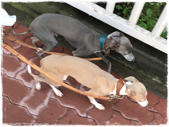 f:id:gino-ig:20170327224609j:plain f:id:gino-ig:20170327224609j:plain