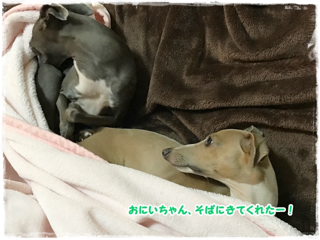 f:id:gino-ig:20170327224741j:plain f:id:gino-ig:20170327224741j:plain