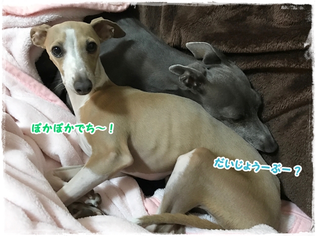 f:id:gino-ig:20170327224836j:plain f:id:gino-ig:20170327224836j:plain