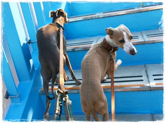 f:id:gino-ig:20170405221947j:plain