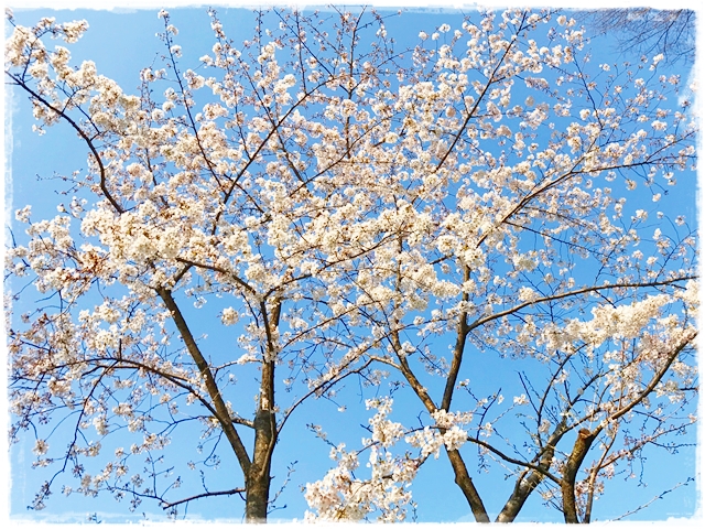 f:id:gino-ig:20170405222028j:plain