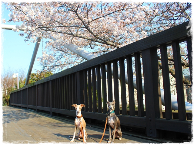 f:id:gino-ig:20170405222128j:plain