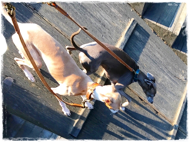 f:id:gino-ig:20170405222204j:plain