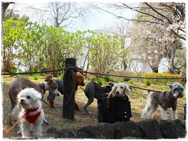 f:id:gino-ig:20170405223533j:plain