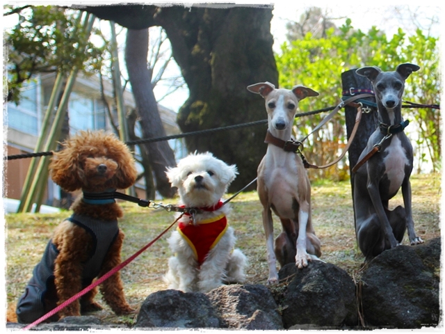 f:id:gino-ig:20170405223844j:plain