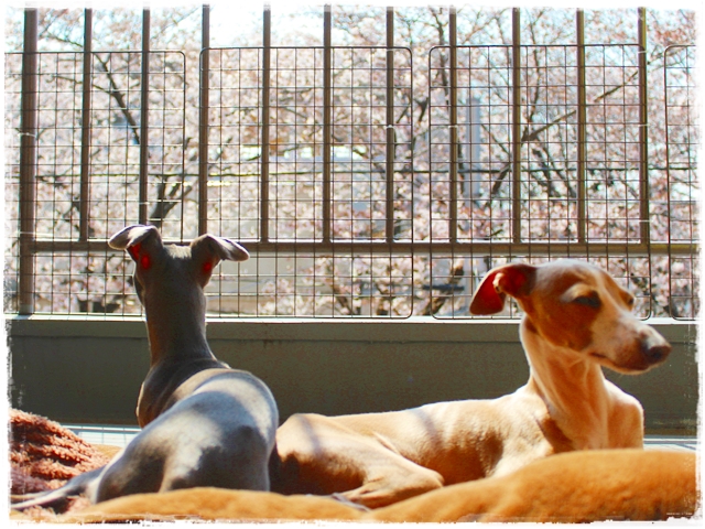 f:id:gino-ig:20170405224128j:plain