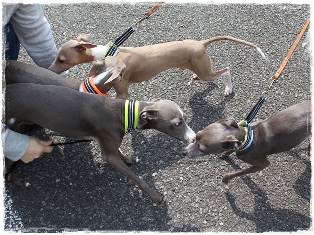 f:id:gino-ig:20170415205544j:plain