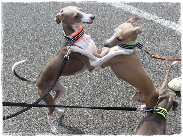 f:id:gino-ig:20170415205639j:plain