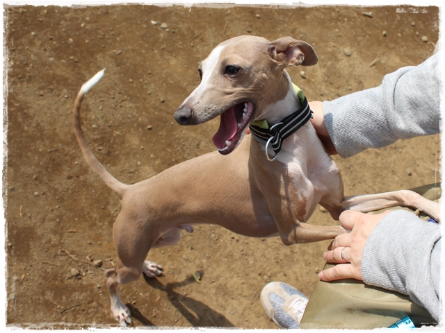 f:id:gino-ig:20170415210310j:plain