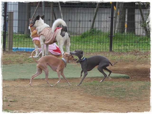 f:id:gino-ig:20170415211211j:plain