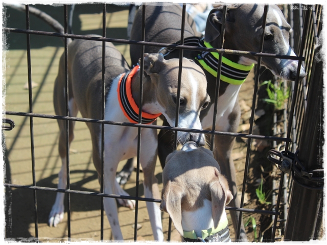 f:id:gino-ig:20170423222744j:plain