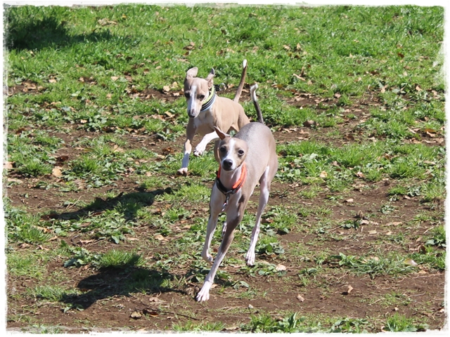 f:id:gino-ig:20170423223701j:plain