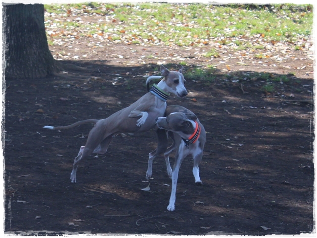 f:id:gino-ig:20170423223750j:plain