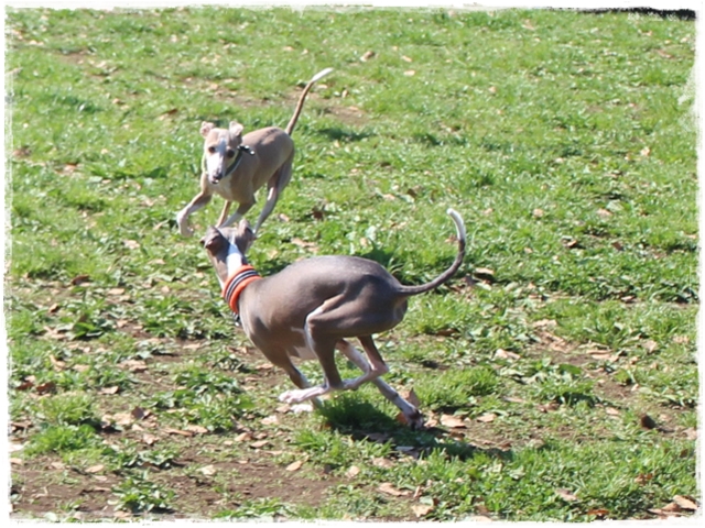 f:id:gino-ig:20170423224009j:plain