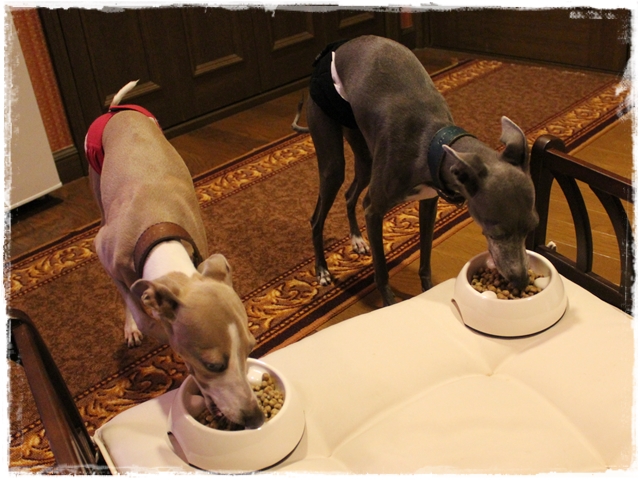 f:id:gino-ig:20170426230354j:plain