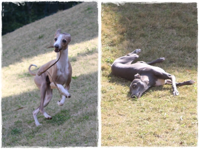 f:id:gino-ig:20170426234541j:plain