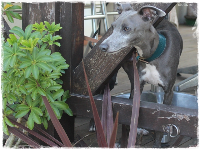 f:id:gino-ig:20170503224859j:plain