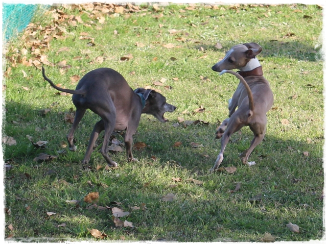 f:id:gino-ig:20170503225938j:plain