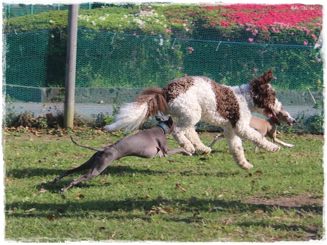 f:id:gino-ig:20170503230236j:plain