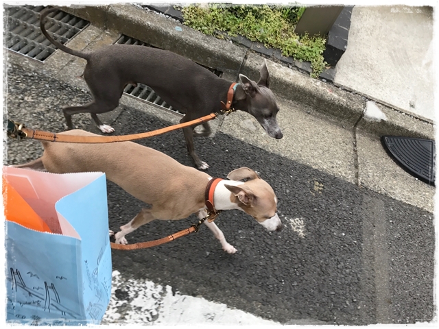 f:id:gino-ig:20170515234159j:plain