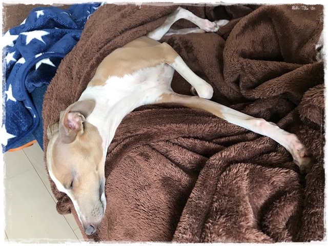 f:id:gino-ig:20170515234411j:plain