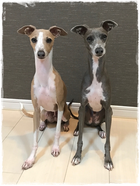 f:id:gino-ig:20170516232831j:plain f:id:gino-ig:20170516232831j:plain