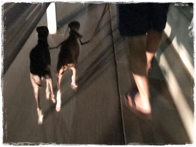 f:id:gino-ig:20170519235529j:plain