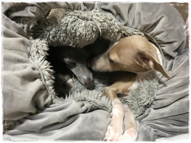 f:id:gino-ig:20170519235606j:plain